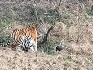 上海野生动物园老虎吃草事件，误解背后的科普反思