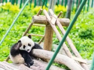 六万尾水中大熊猫放流淡水湖，生态修复的绿色行动