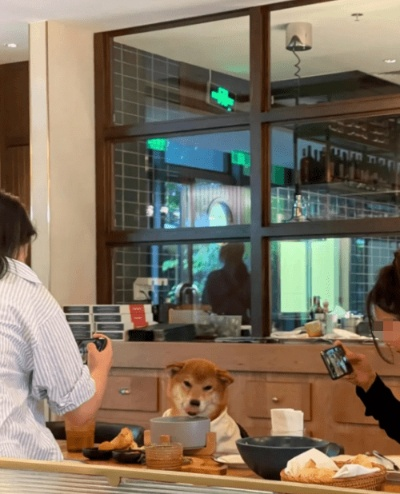 网友热议,连锁餐厅惊现人宠共餐现象 网友热议,连锁餐厅惊现人宠共餐现象